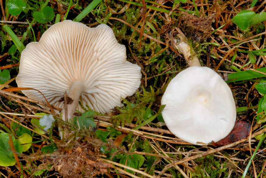Clitocybe?